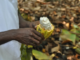 Cocoa prices are surging: west African countries should seize the moment to negotiate a better deal for farmers