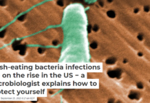 Flesh-eating bacteria infections are on the rise in the US − a microbiologist explains how to protect yourself