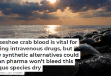 Horseshoe crab blood is vital for testing intravenous drugs, but new synthetic alternatives could mean pharma won’t bleed this unique species dry
