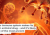 Your immune system makes its own antiviral drug − and it’s likely one of the most ancient