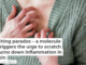 An itching paradox – a molecule that triggers the urge to scratch also turns down inflammation in the skin
