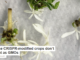 These CRISPR-modified crops don’t count as GMOs