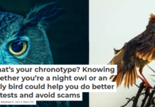 What’s your chronotype? Knowing whether you’re a night owl or an early bird could help you do better on tests and avoid scams