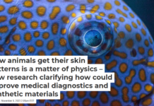 How animals get their skin patterns is a matter of physics – new research clarifying how could improve medical diagnostics and synthetic materials