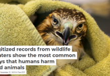 Digitized records from wildlife centers show the most common ways that humans harm wild animals