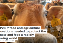 COP28: 7 food and agriculture innovations needed to protect the climate and feed a rapidly growing world