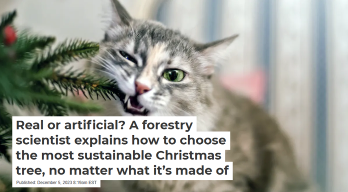 Real or artificial? A forestry scientist explains how to choose the most sustainable Christmas tree, no matter what it’s made of