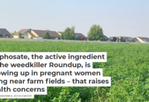 Glyphosate, the active ingredient in the weedkiller Roundup, is showing up in pregnant women living near farm fields – that raises health concerns