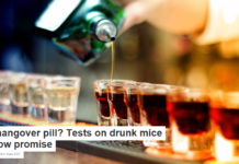 A hangover pill? Tests on drunk mice show promise