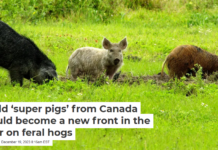Wild ‘super pigs’ from Canada could become a new front in the war on feral hogs