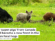 Wild ‘super pigs’ from Canada could become a new front in the war on feral hogs