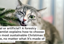 Real or artificial? A forestry scientist explains how to choose the most sustainable Christmas tree, no matter what it’s made of