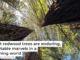 Coast redwood trees are enduring, adaptable marvels in a warming world