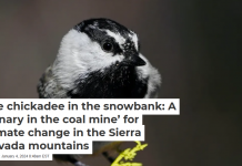 The chickadee in the snowbank: A ‘canary in the coal mine’ for climate change in the Sierra Nevada mountains