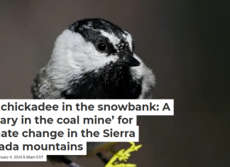 The chickadee in the snowbank: A ‘canary in the coal mine’ for climate change in the Sierra Nevada mountains