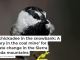 The chickadee in the snowbank: A ‘canary in the coal mine’ for climate change in the Sierra Nevada mountains