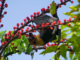 Why don’t fruit bats get diabetes? New understanding of how they’ve adapted to a high-sugar diet could lead to treatments for people
