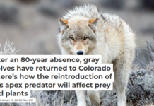 After an 80-year absence, gray wolves have returned to Colorado − here’s how the reintroduction of this apex predator will affect prey and plants