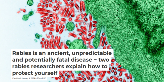 Rabies virus (red) has an incubation period that can last from days to months. NIAID/Flickr, CC BY