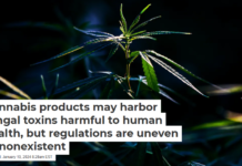 Cannabis products may harbor fungal toxins harmful to human health, but regulations are uneven or nonexistent