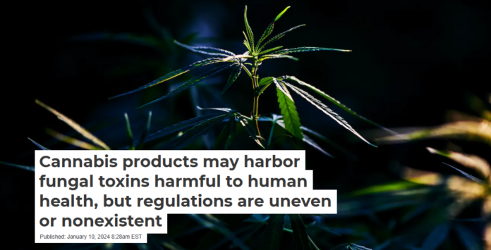 The potential health benefits of cannabis are appreciable only when its products are safe to consume. Krit of Studio OMG/Moment via Getty Images