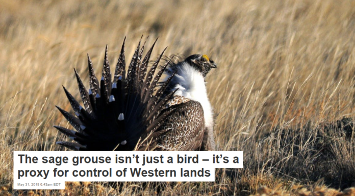 The sage grouse isn’t just a bird – it’s a proxy for control of Western lands