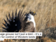 The sage grouse isn’t just a bird – it’s a proxy for control of Western lands