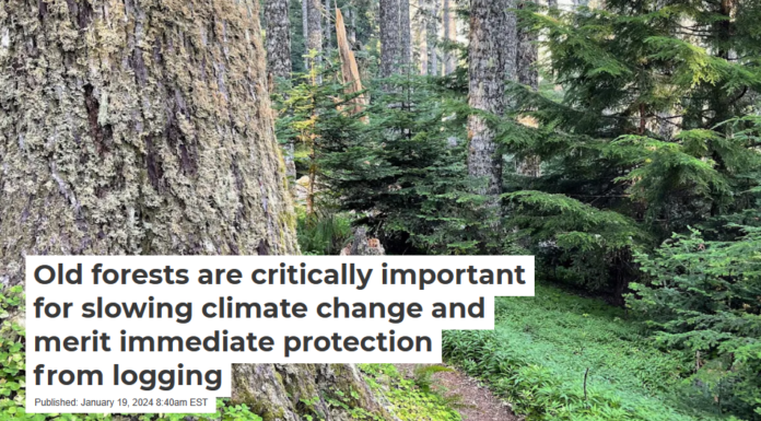 Old forests are critically important for slowing climate change and merit immediate protection from logging