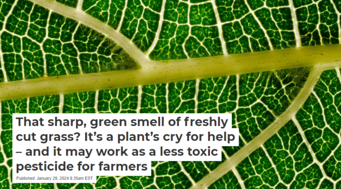 That sharp, green smell of freshly cut grass? It’s a plant’s cry for help – and it may work as a less toxic pesticide for farmers