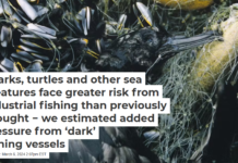 Sharks, turtles and other sea creatures face greater risk from industrial fishing than previously thought − we estimated added pressure from ‘dark’ fishing vessels