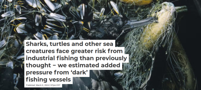 Seabirds like this sooty shearwater can drown when they become tangled in drift nets and other fishing gear. Roy Lowe, USFWS/Flickr, CC BY