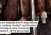 Climate-friendly beef? Argentina’s new ‘carbon-neutral’ certification could help reduce livestock emissions – if it’s done right