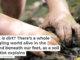 What is dirt? There’s a whole wriggling world alive in the ground beneath our feet, as a soil scientist explains