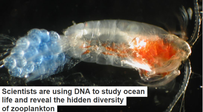 Scientists are using DNA to study ocean life and reveal the hidden diversity of zooplankton