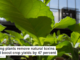 Helping plants remove natural toxins could boost crop yields by 47 percent