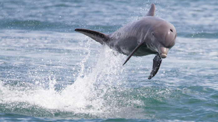 A bottlenose dolphin leaping from the ocean in Panama. Christian Wittman/Shutterstock.com