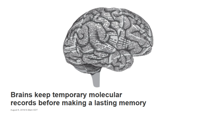 Brains keep temporary molecular records before making a lasting memory