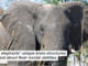 What elephants’ unique brain structures suggest about their mental abilities