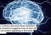 Flip a switch and shut down seizures? New research suggests how to turn off out-of-control signaling in the brain