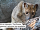 Caught on camera: The fossa, Madagascar’s elusive top predator