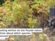 Restocking wolves on Isle Royale raises questions about which species get rescued