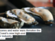 Hurricanes and water wars threaten the Gulf Coast’s new high-end oyster industry