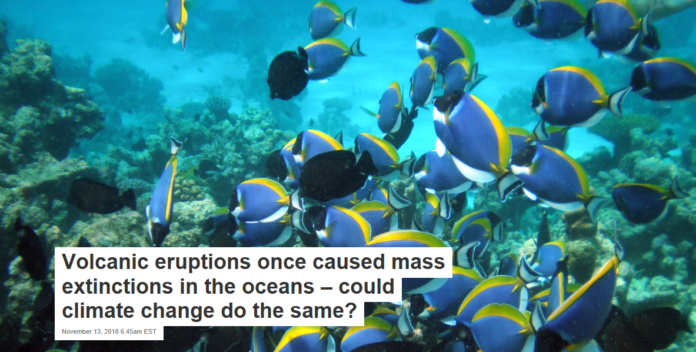 Surgeonfish on a reef in the Maldives. Uxbona/Wikimedia, CC BY