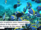 Volcanic eruptions once caused mass extinctions in the oceans – could climate change do the same?