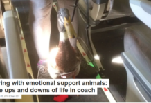 Flying with emotional support animals: The ups and downs of life in coach