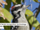 I used facial recognition technology on birds