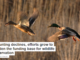 As hunting declines, efforts grow to broaden the funding base for wildlife conservation