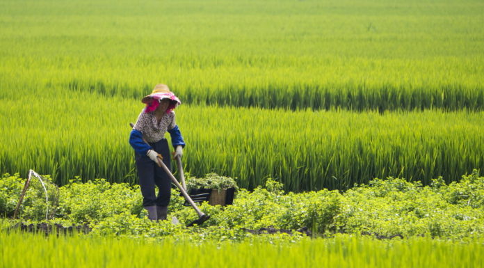 China’s fight to feed itself is hindered by anti-GM paranoia