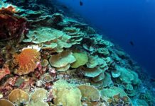 Coral reefs’ physical conditions set biological rules of nature – until people show up