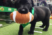 In advertising, emotion is a dish best served on the side – a lesson lost in Super Bowl 2015